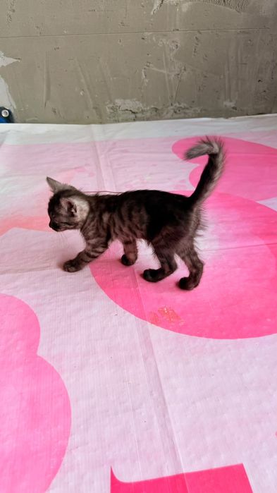 Кошка American Shorthair
