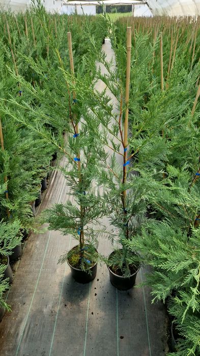 Leylandii de la producător!