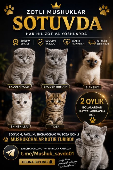 Mushuk bolalari sotiladi