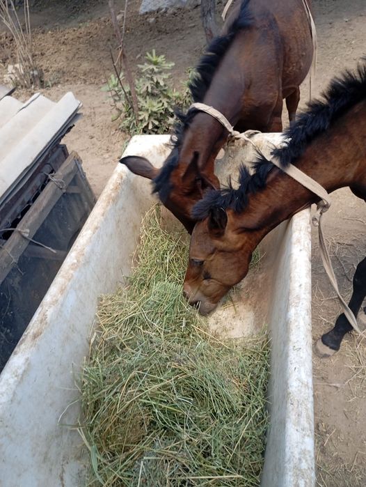 Тайлар сатылады.