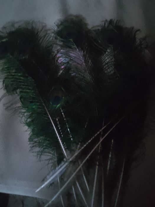 Pene de păun pentru pălării,plute sau decor