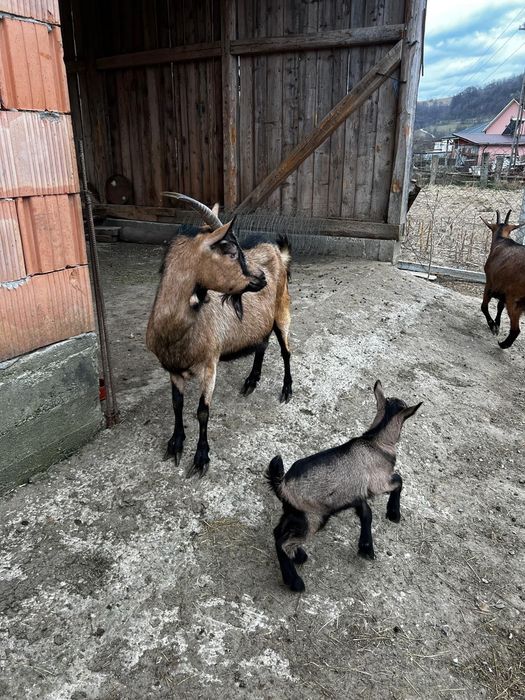 Capra alpin franceză cu ied