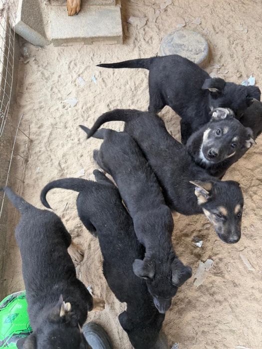 Щенки восточноевропейская овчарка