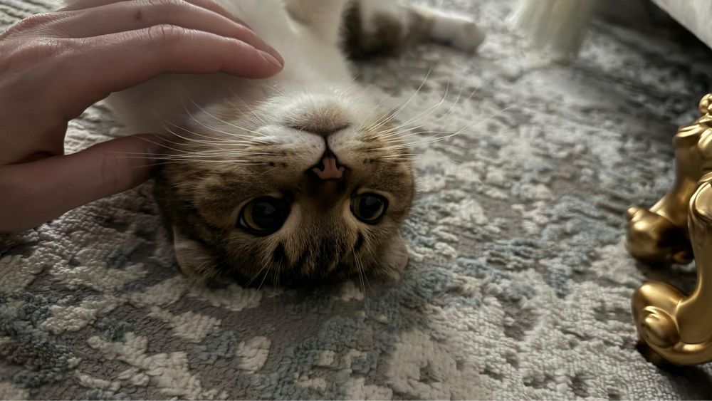 Шотландский вислоухая