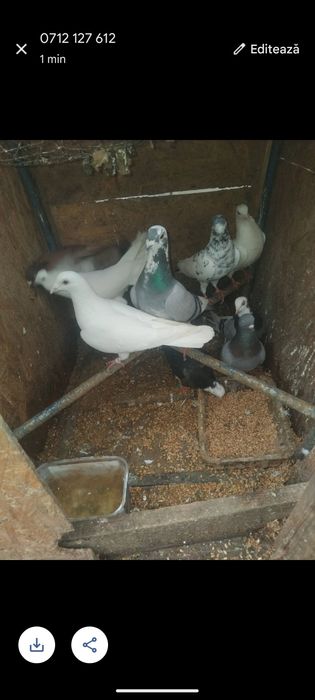 Porumbei  de vânzare