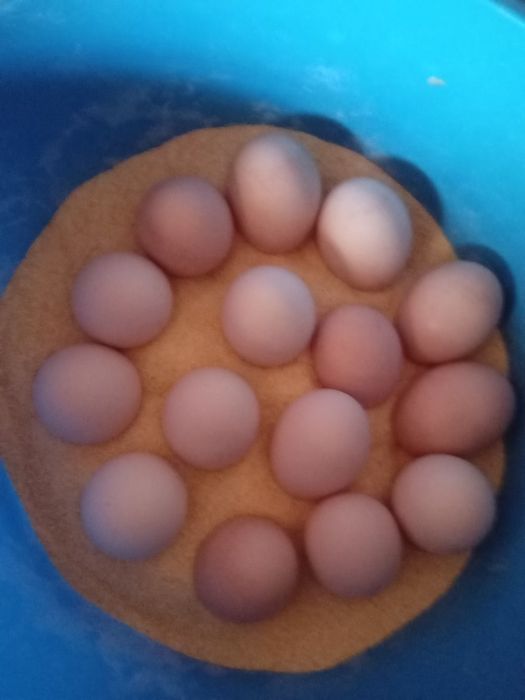 Vând oua paun arlechin , alb și umar negru