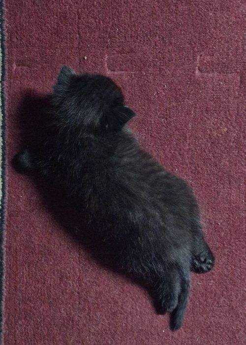 котенок мальчик, веслоухий