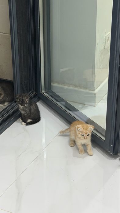 Красивые котята