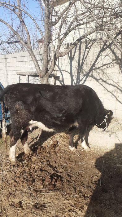 3 Бас сиыр сатылатын біреуі туған