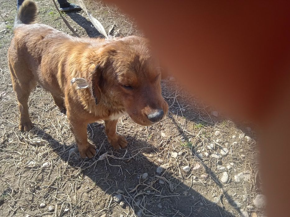 Собаку мальчик продам