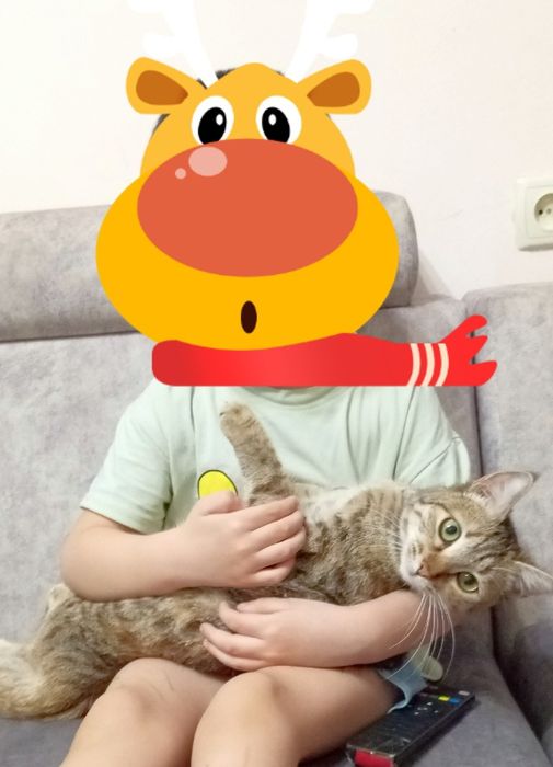 Котенок кошка в добрые руки