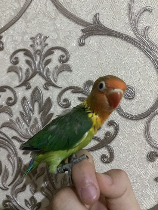 Nerazluchnik ruchnoy fisher sotiladi