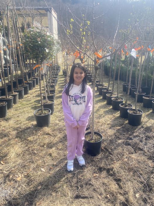 Vindem pomi fructifer