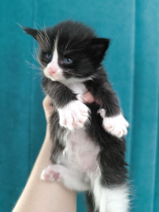 Продам котят Мейкун