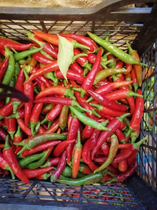 Продам горький  дачный  перец