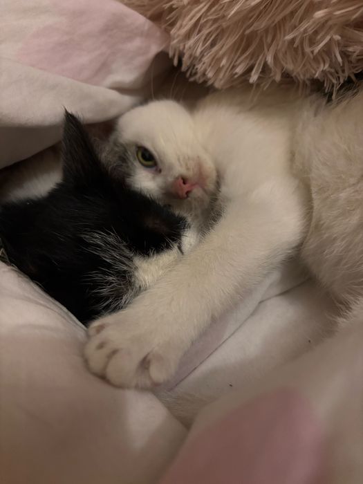 Dau 2 pisicute spre adoptie, din pacate nu mai am unde sa le țin