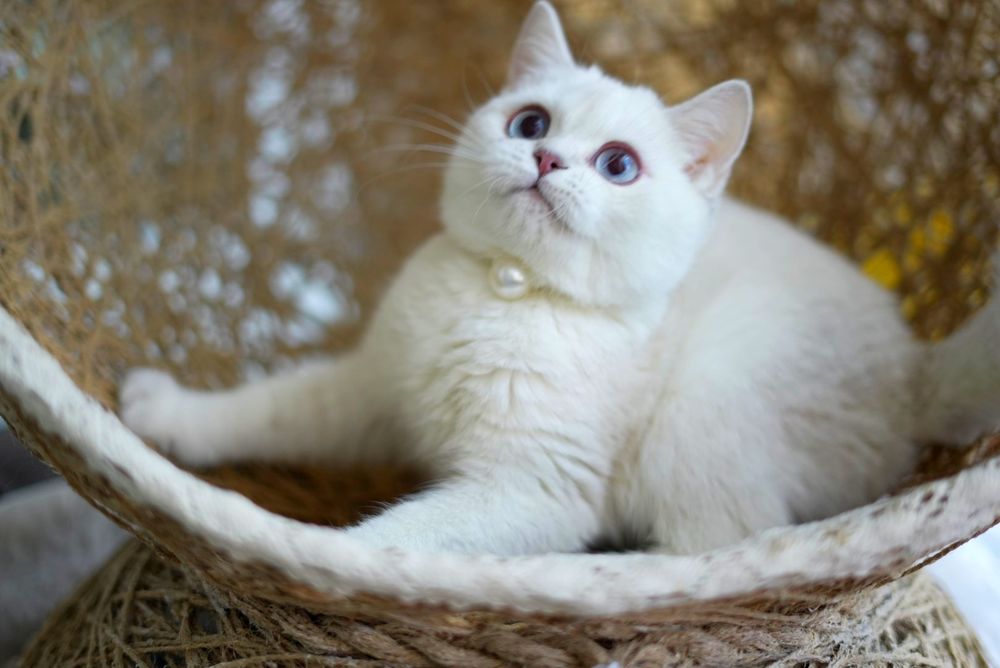 Котята шиншилла голубоглазая