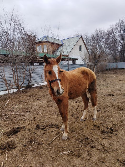 Продам лошадь байтал