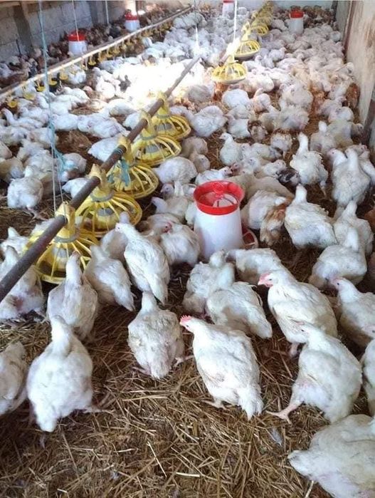 Boboci de rata pui alb si rasa mixta