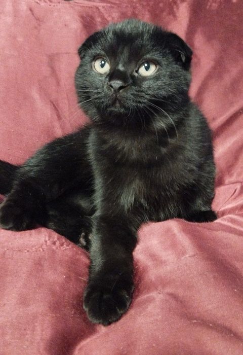 Ищет новый дом котятя!