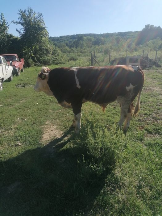 Vând taur junc rasa balanță românească pur