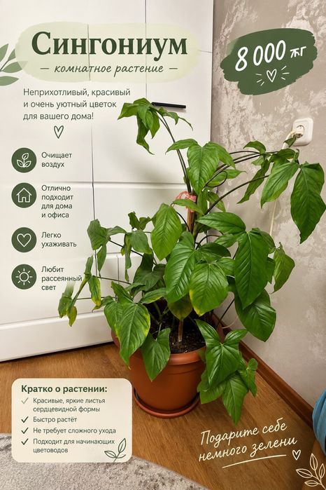 Комнатные цветы .