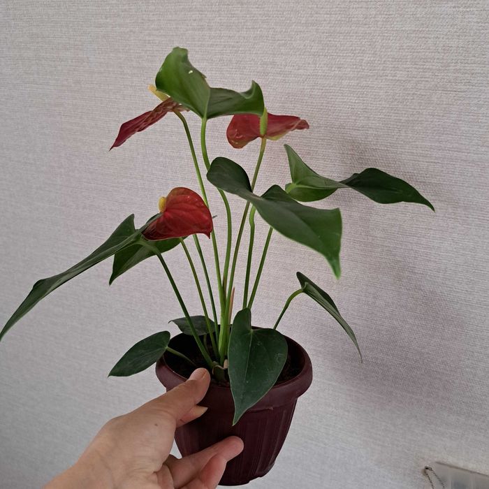 Антуриум мужская счастье