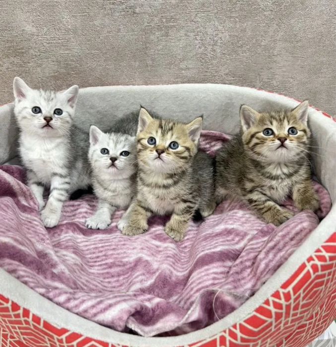 Красивейшие Котята