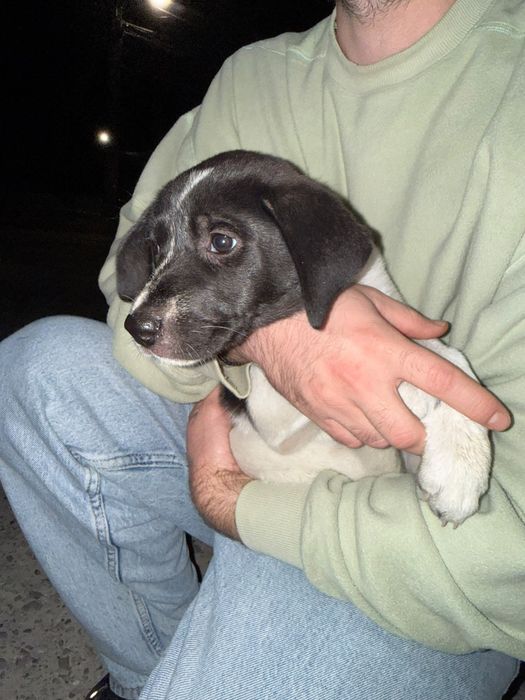 Catelusi masculi gasiti spre adoptie