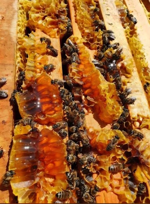 Vând miere naturala de albine