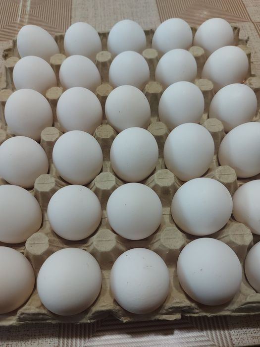 Яйца за люпене от бял Легхорн 0,80