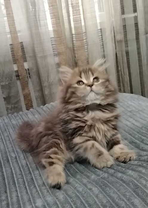 Шикарная Шотландская девочка..