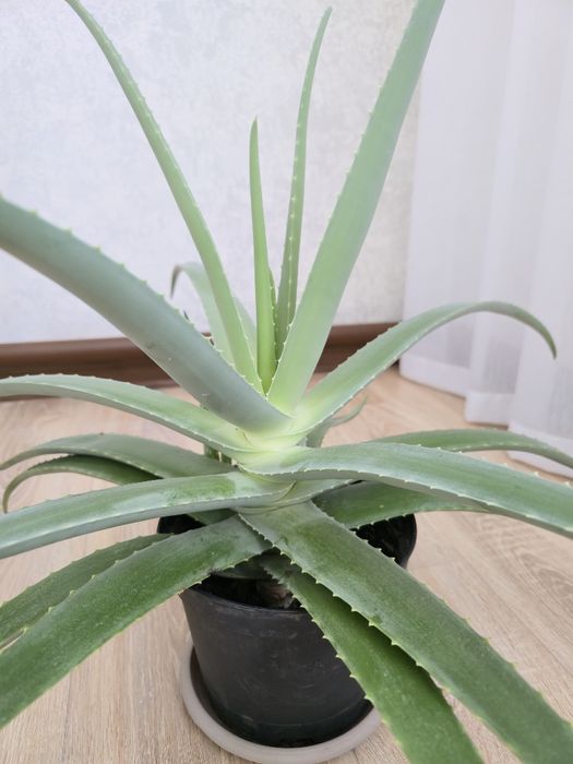 Продам алоэ вера, возраст более 7 лет