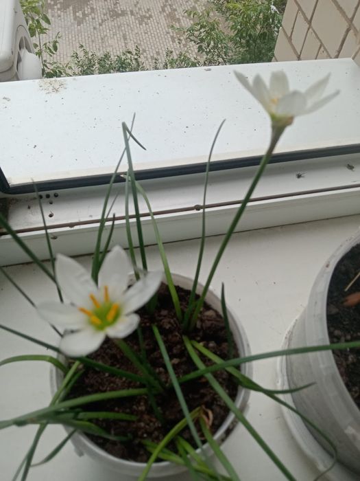 Комнатный цветок