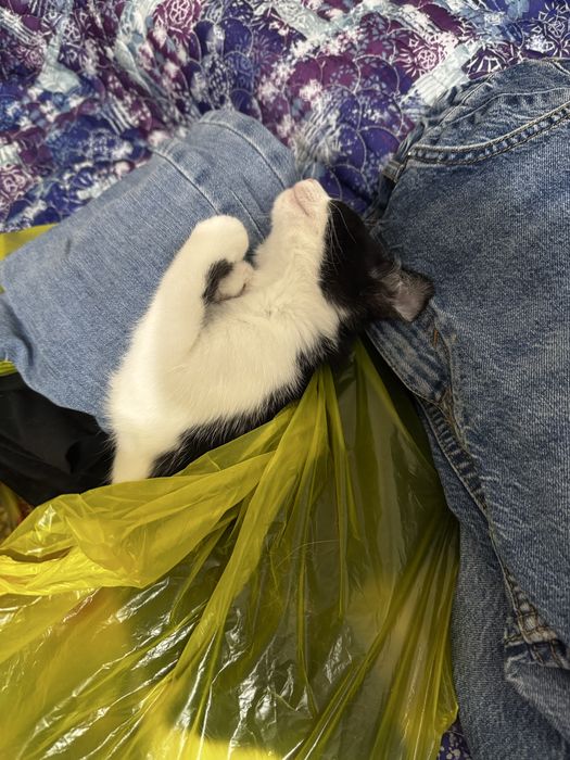 Активный и сладкий котенок