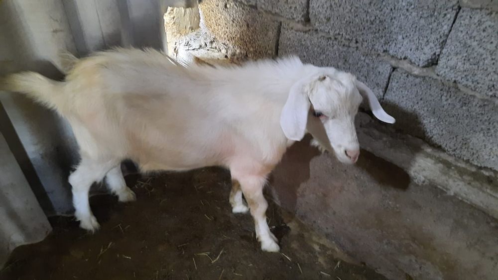 Козел Нубайский 8 мес