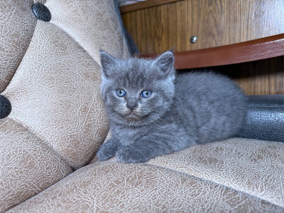 Продается  котята скотиш страйт