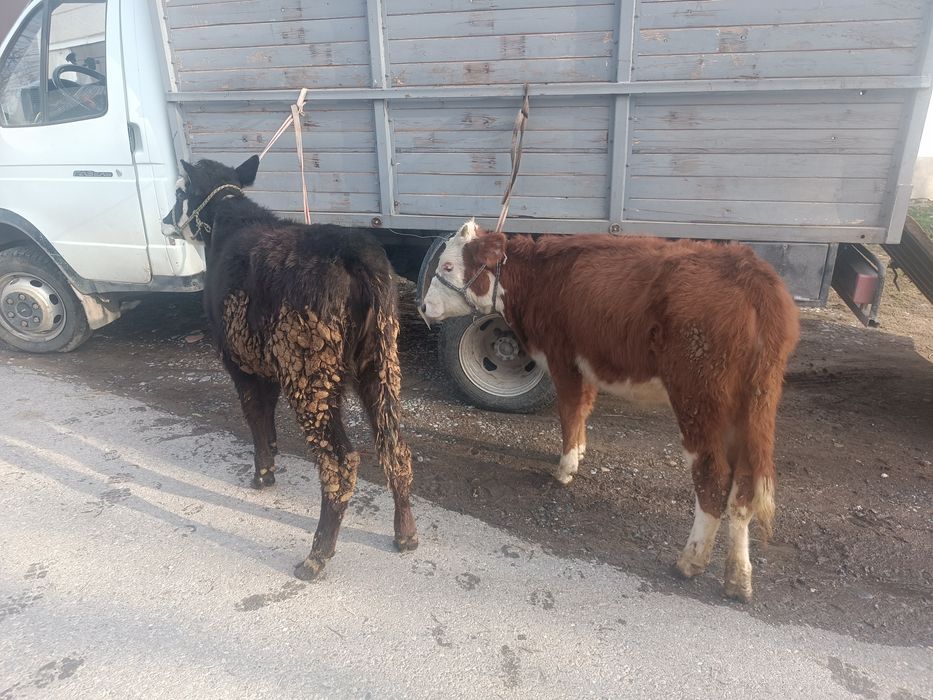 Продается тёлки привозные