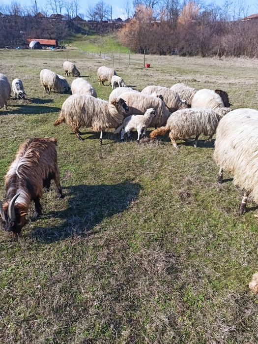 Oi și capre (breze și alpine)
