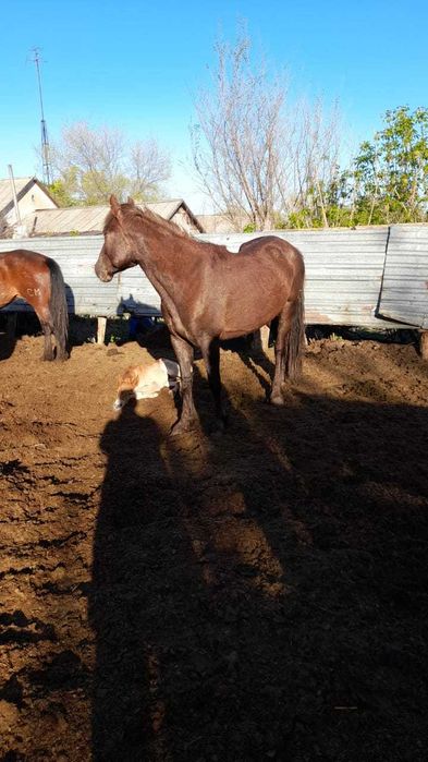 Продам лошадей (кабыла, тай)