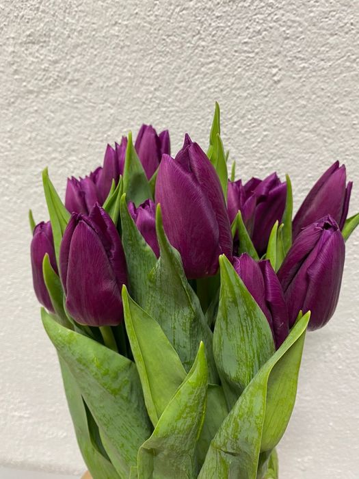 Тюльпаны оптом и в розницу