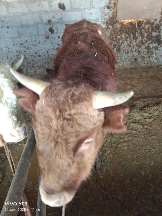 бычки полтора года