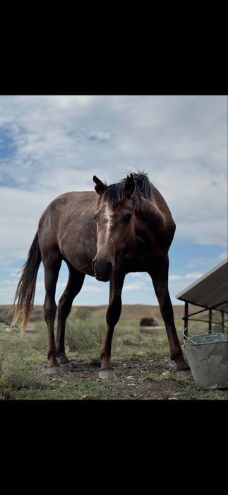 Айфон 15 Pro Max 256ГБ