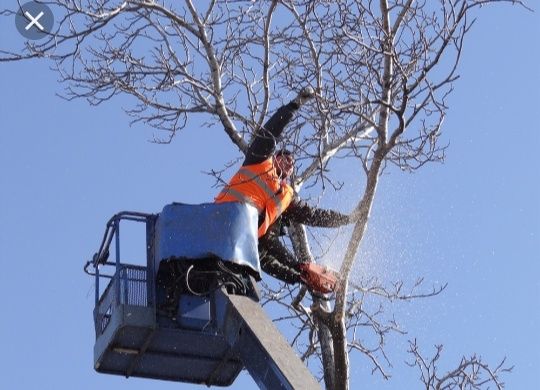 Дарахт кесиш хизмати спиль деревья обрезка и повал