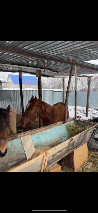 Тай 1.5 жасар сатылады