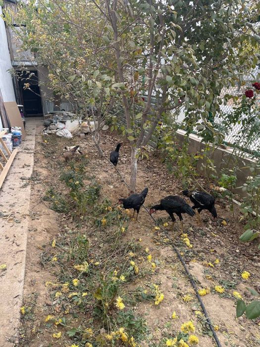 Dakan tovuq sotiladi