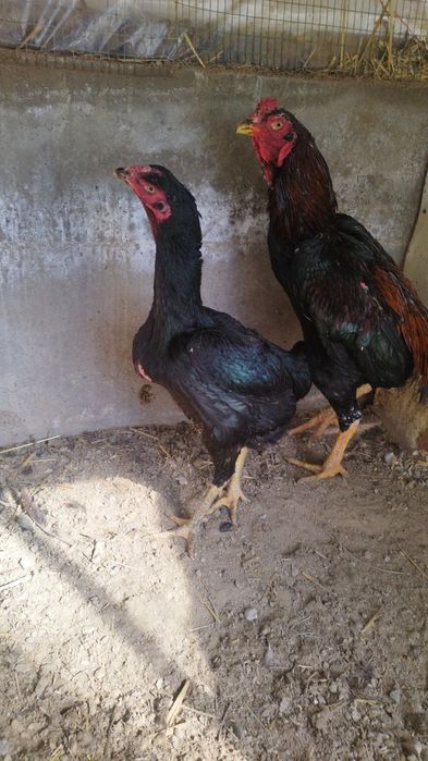 Xoʻroz
Xoʻroz tozza kares tullek
Tovuq yapon shamo joʻja tuxumda na