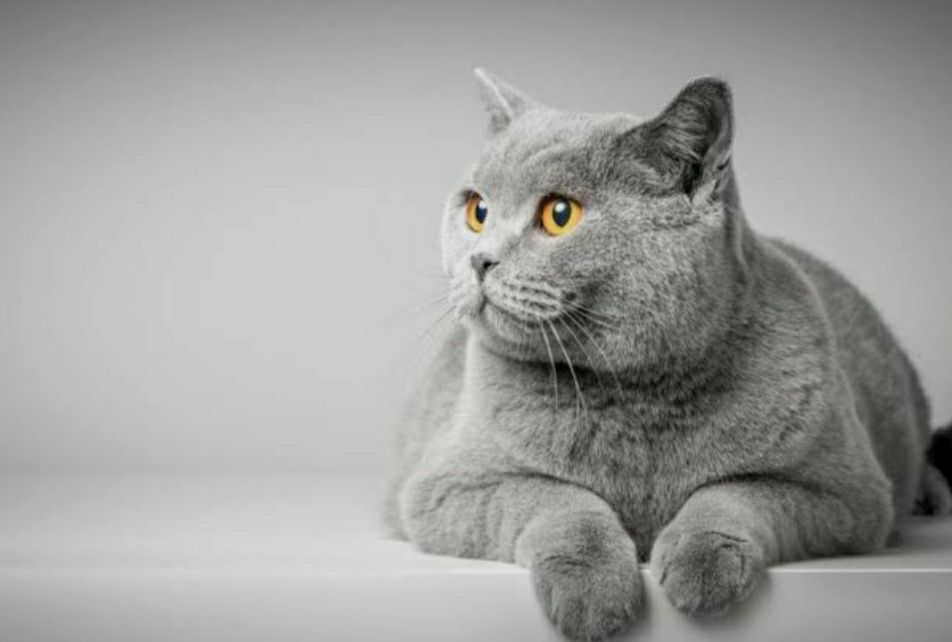 Кот шотландский вислоушки