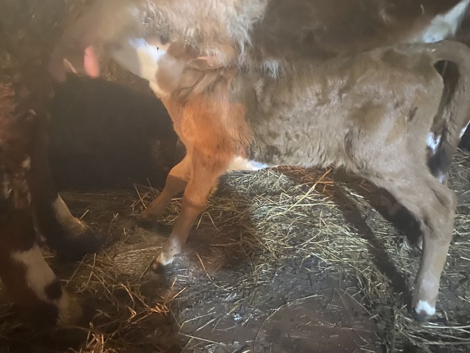 Продам телят месяц и неделя