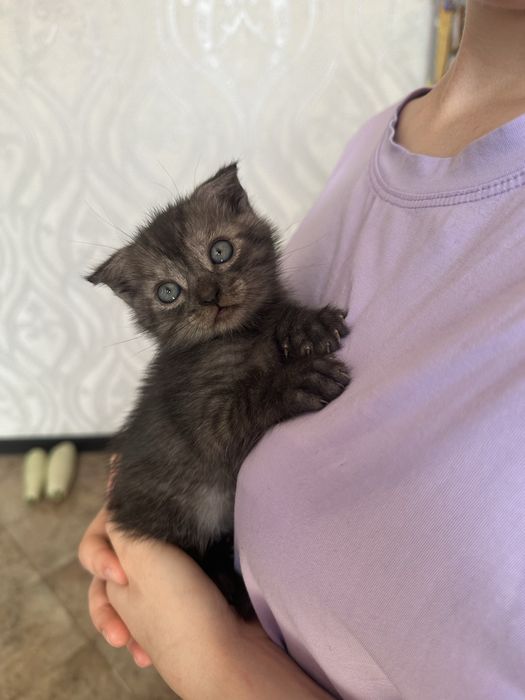 Отдам котенка девочка